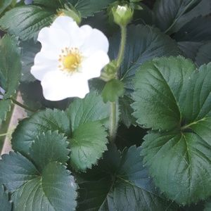 Meet your Posher, Thea